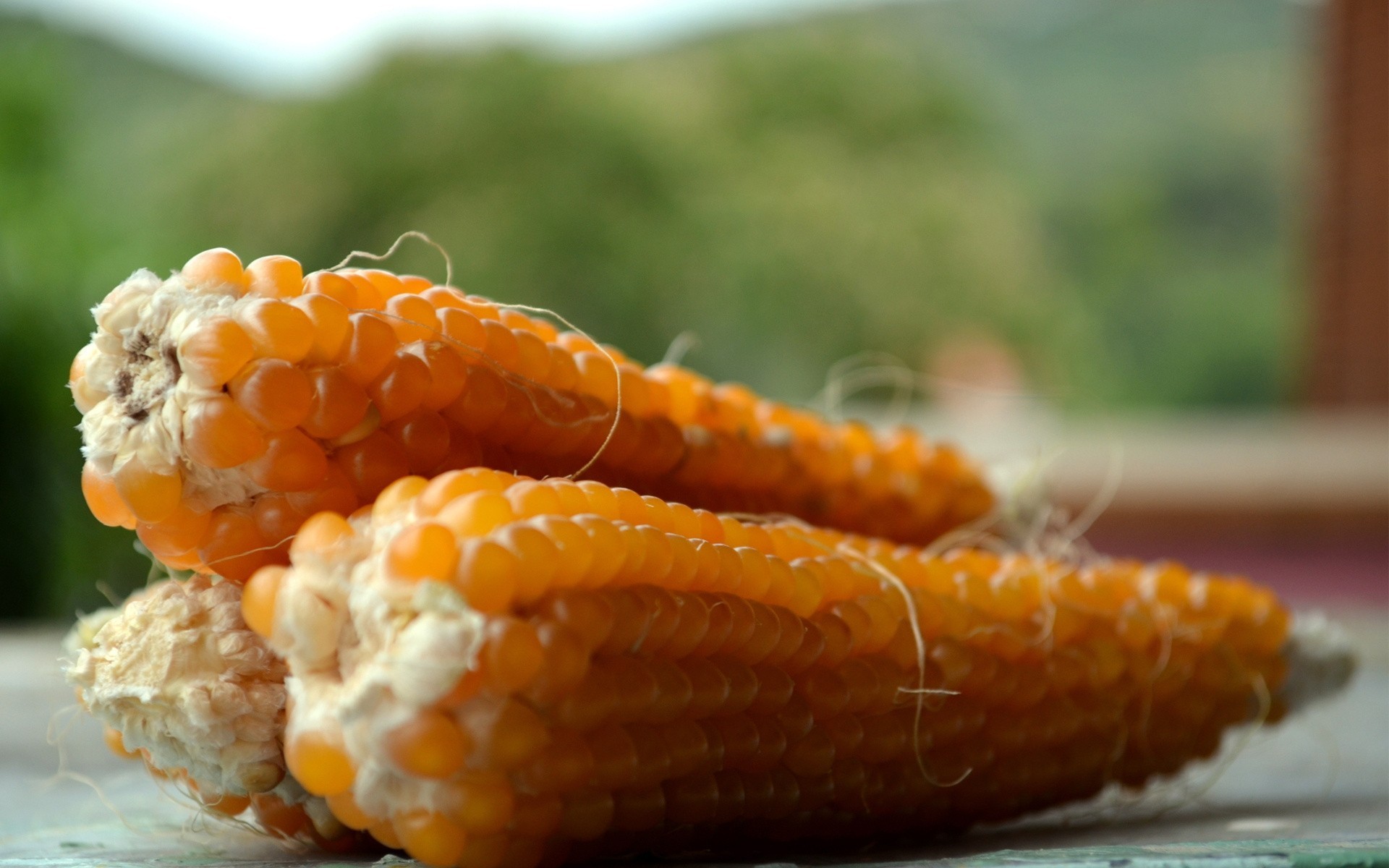 cosecha cereales granos maíz verdura mazorcas