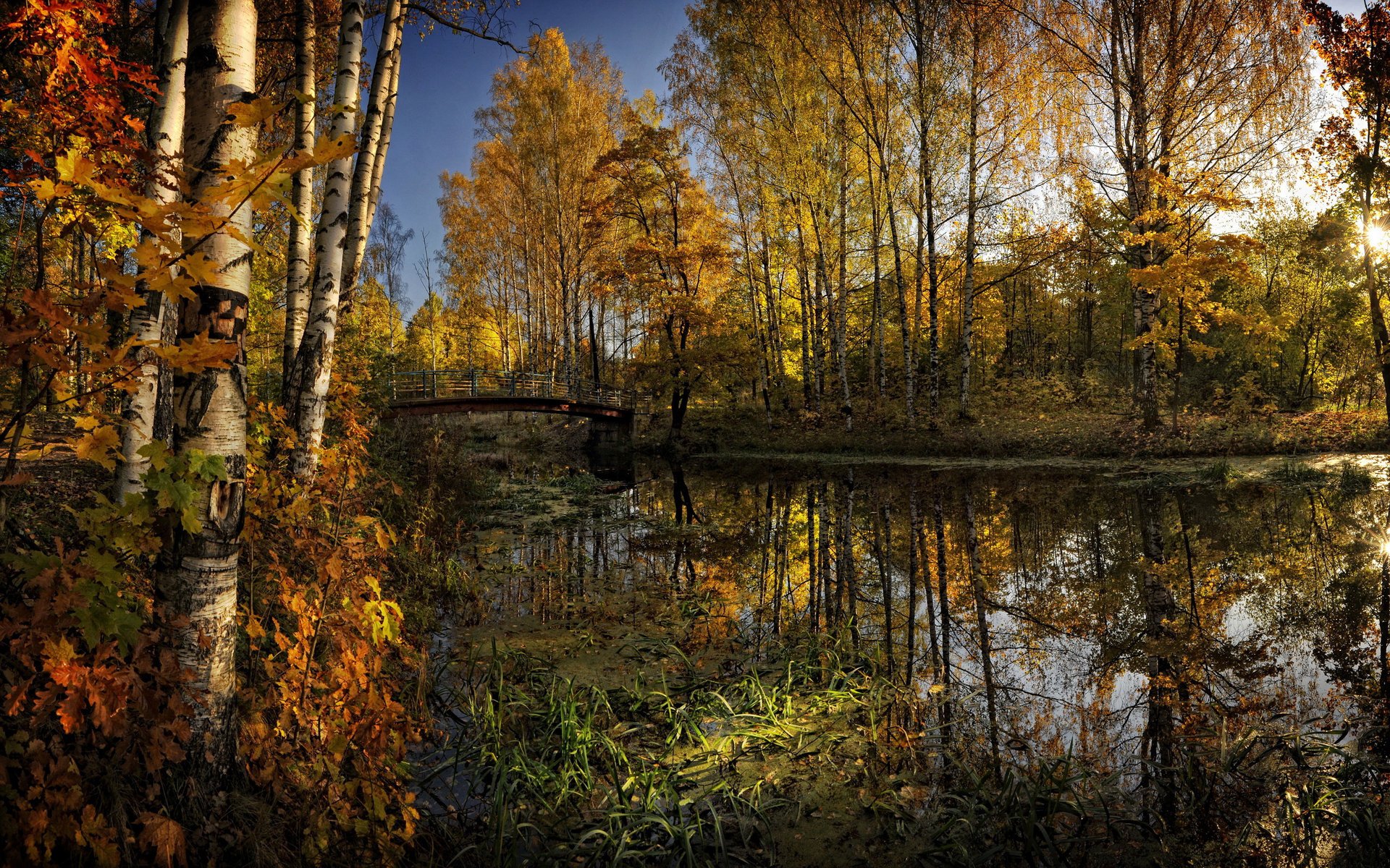 wald fluss bäume herbst laub gelb wasser brücke