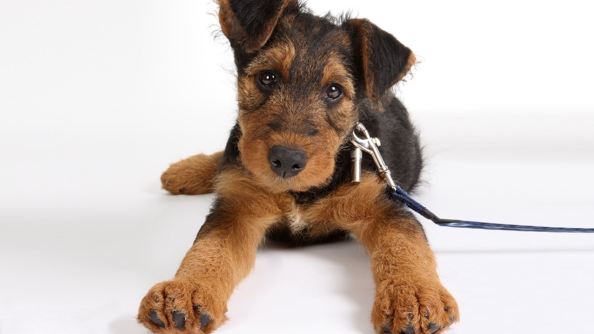 airedale terrier hund liegt leine welpe