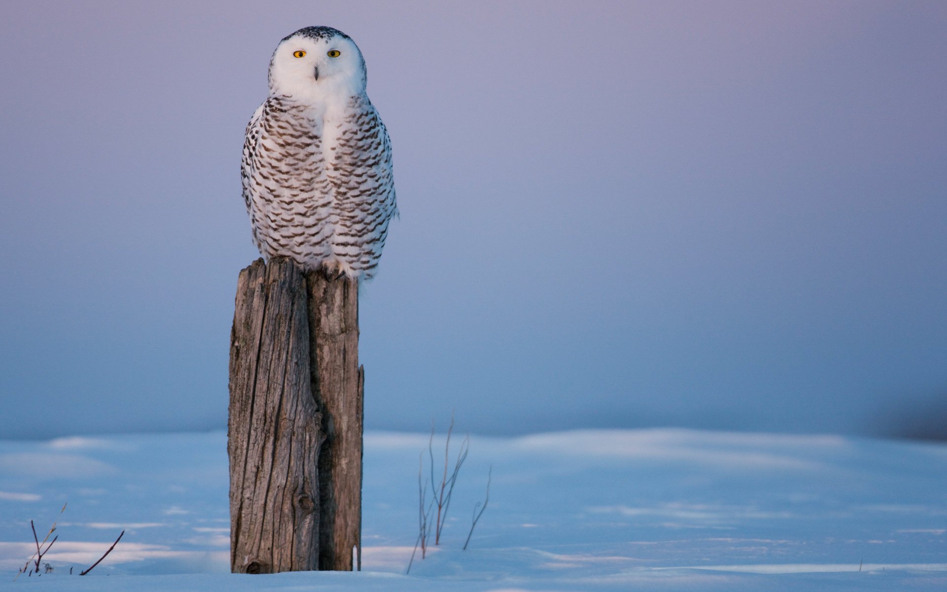 tump owl cold winter bird stump snow