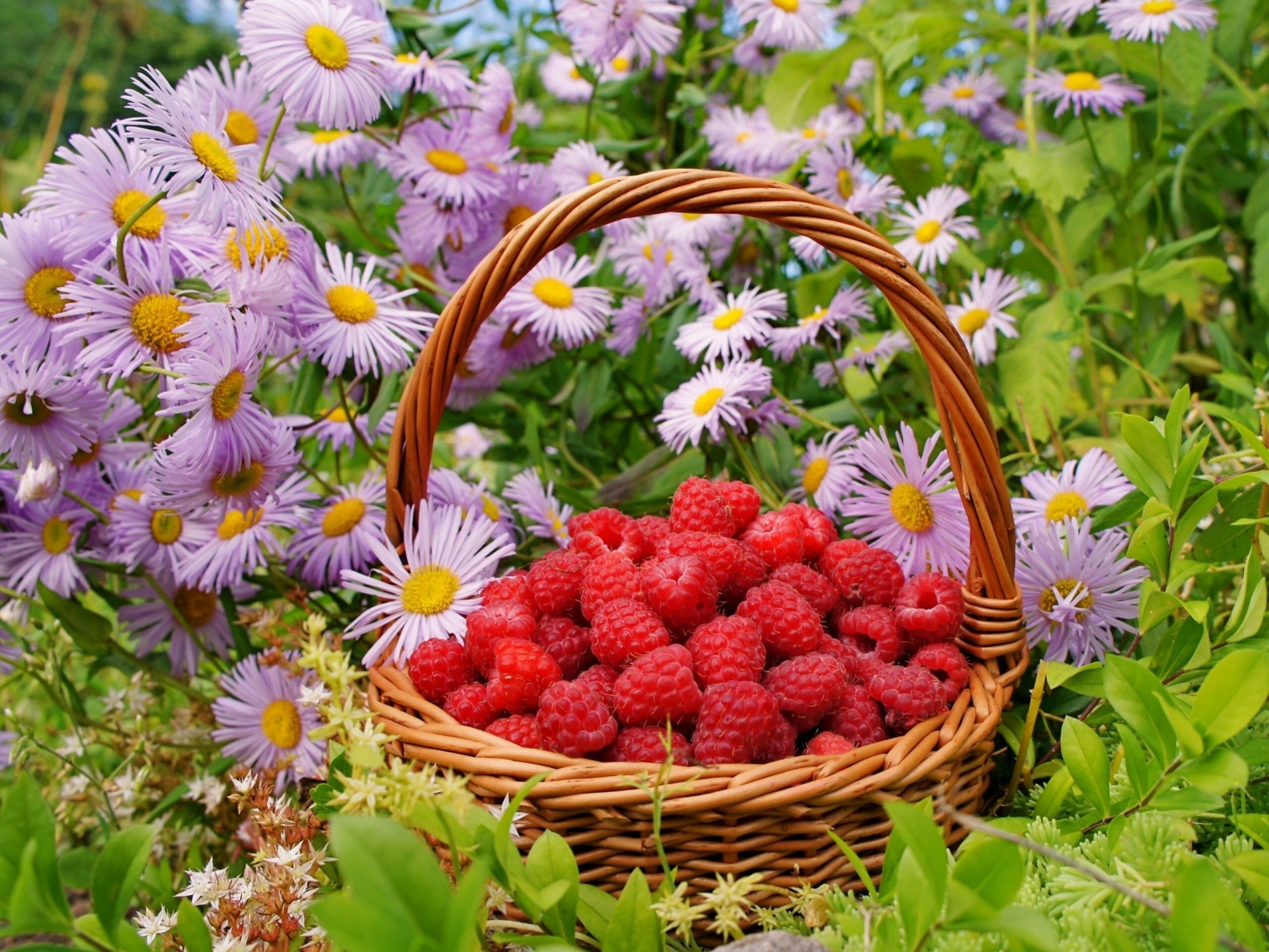 panier baies framboises fleurs