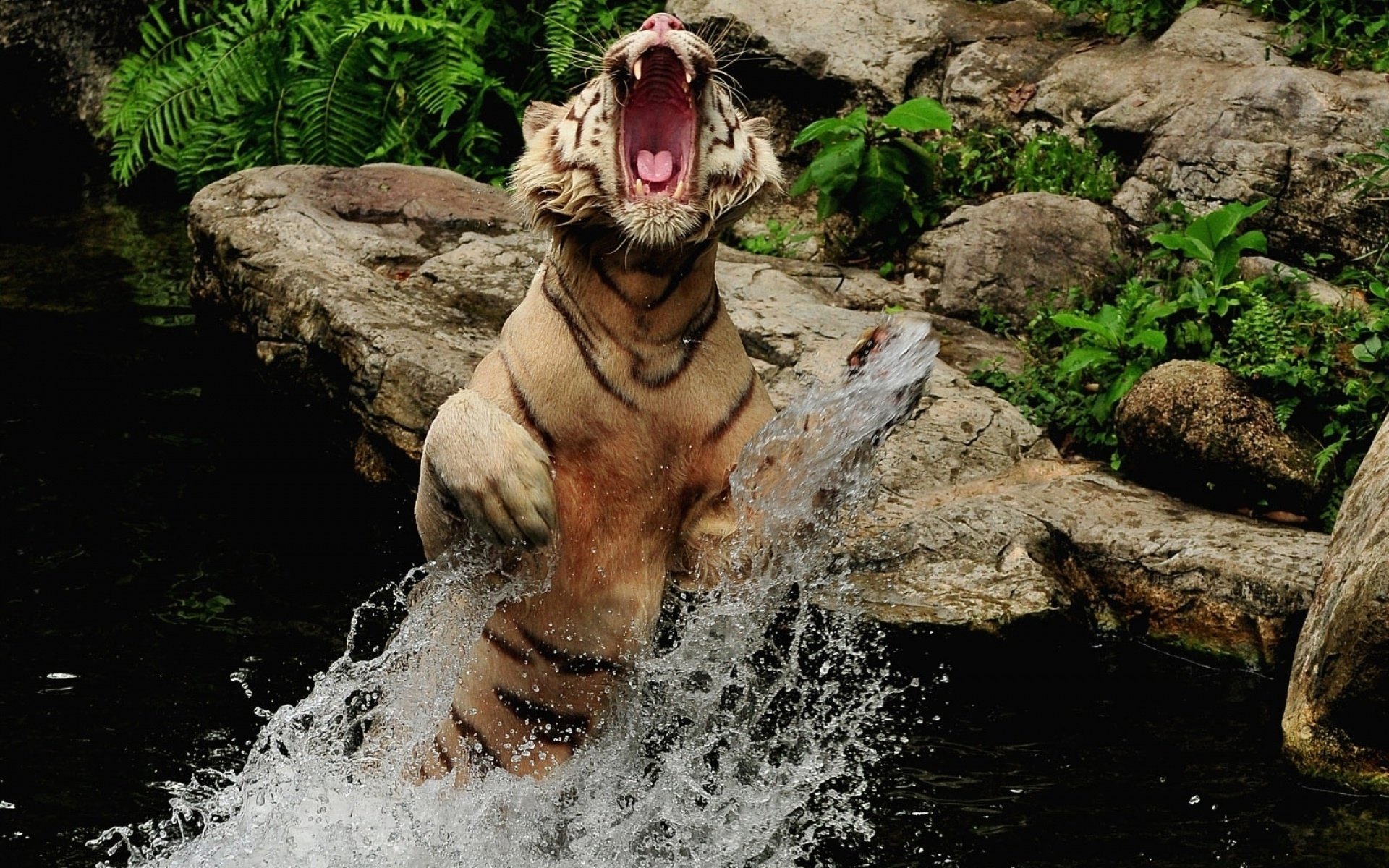 tigre bocca spruzzo acqua