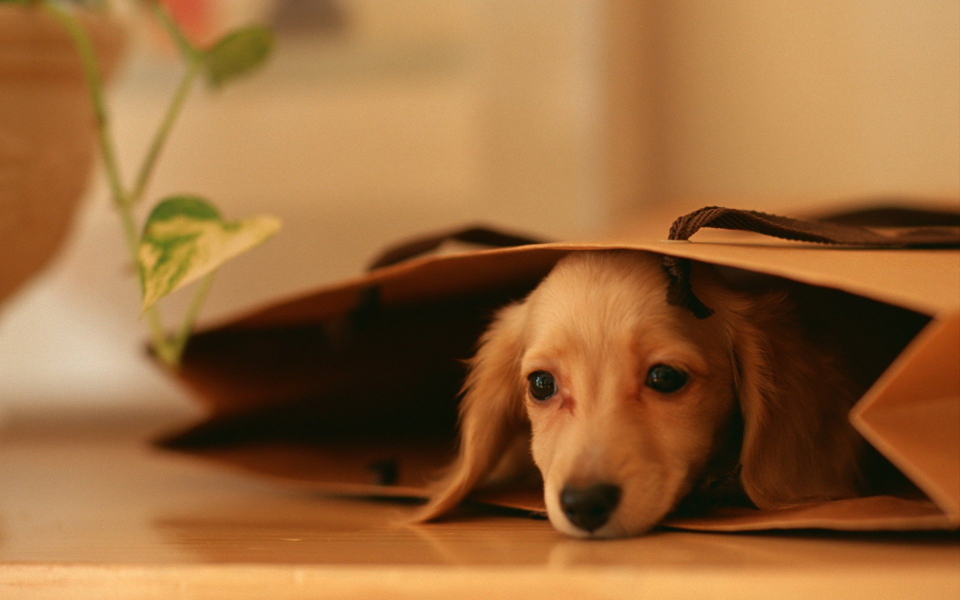 hund paket hund welpe augen blick liegt