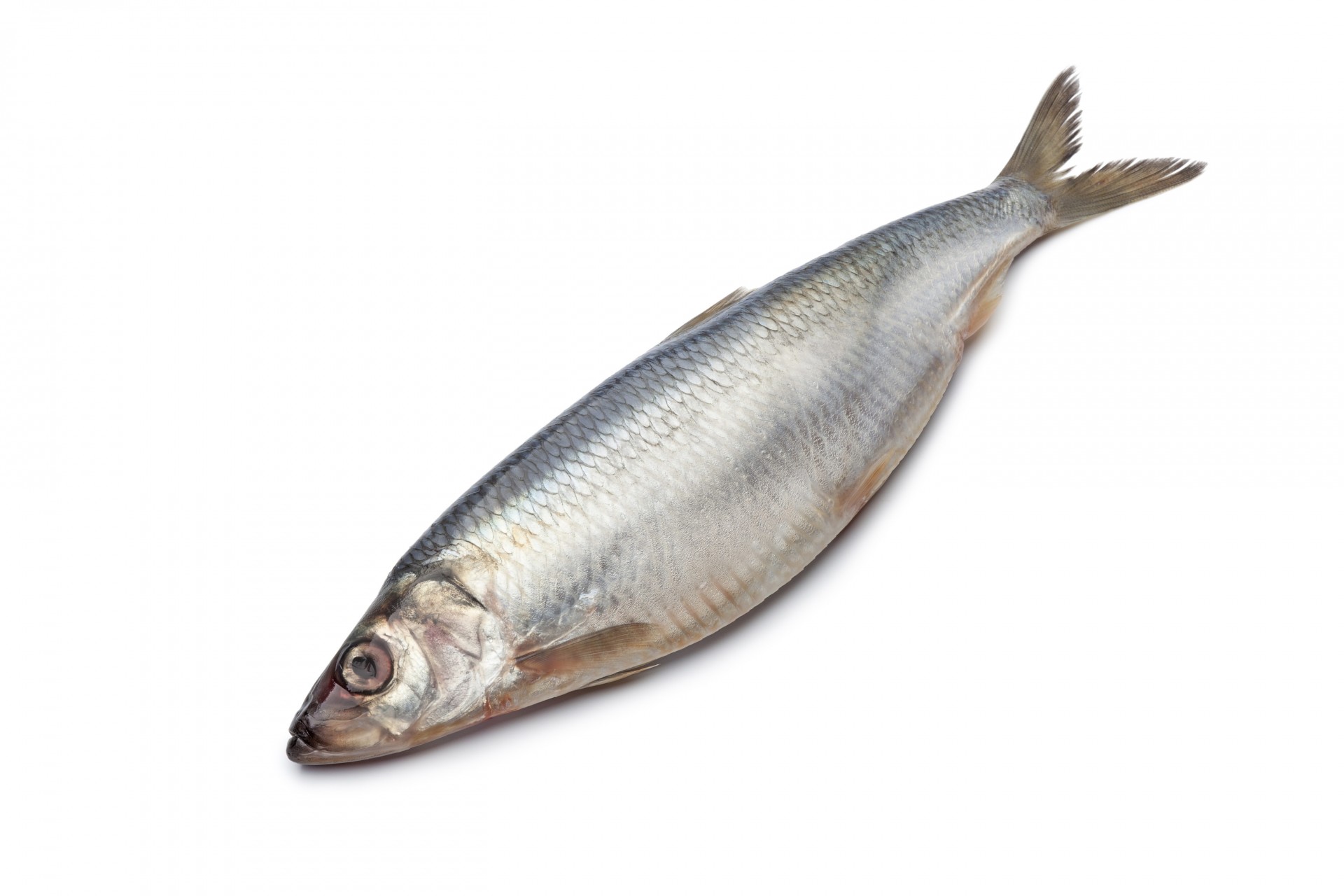 herring fish white background