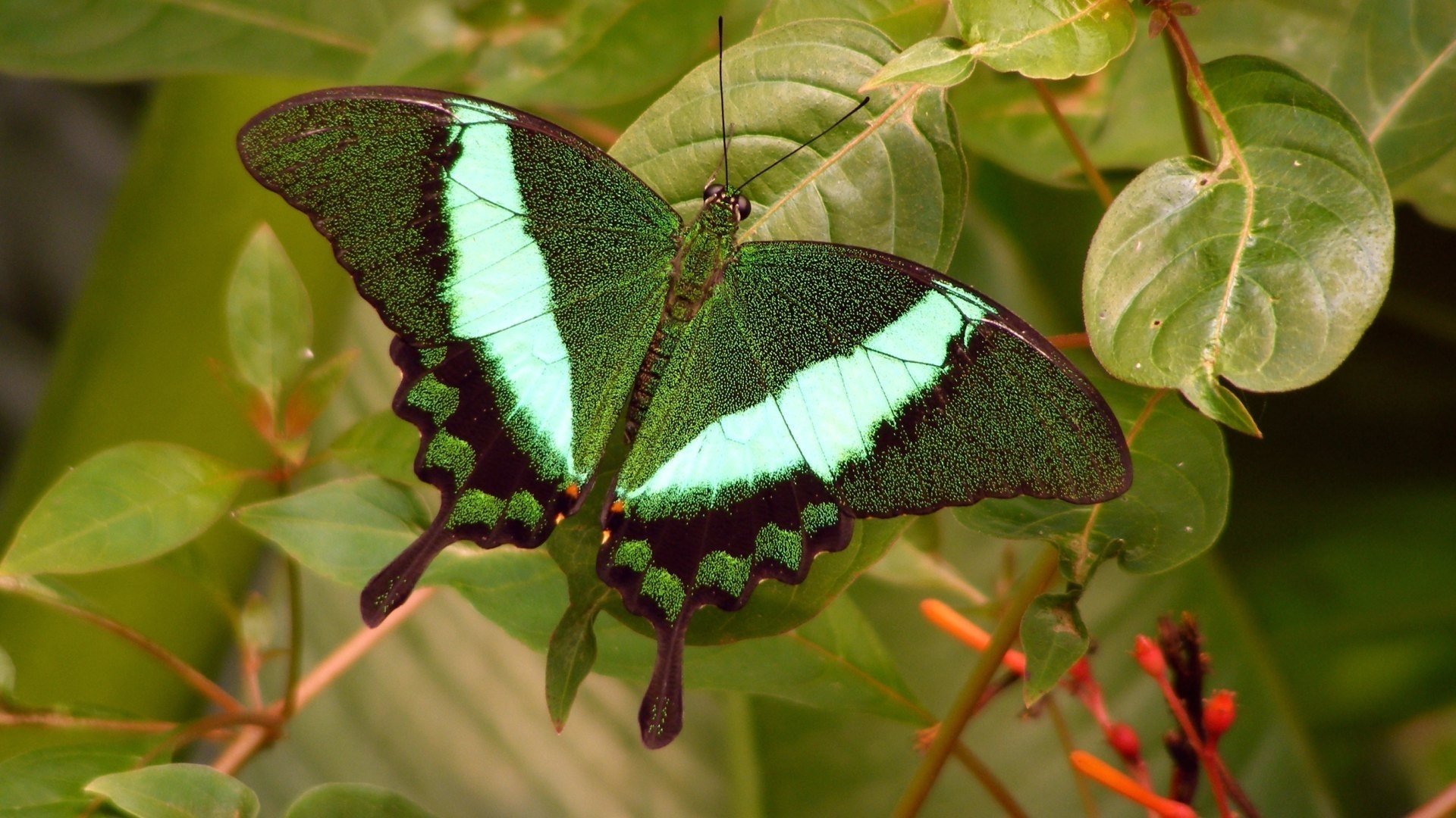 butterfly leaves green