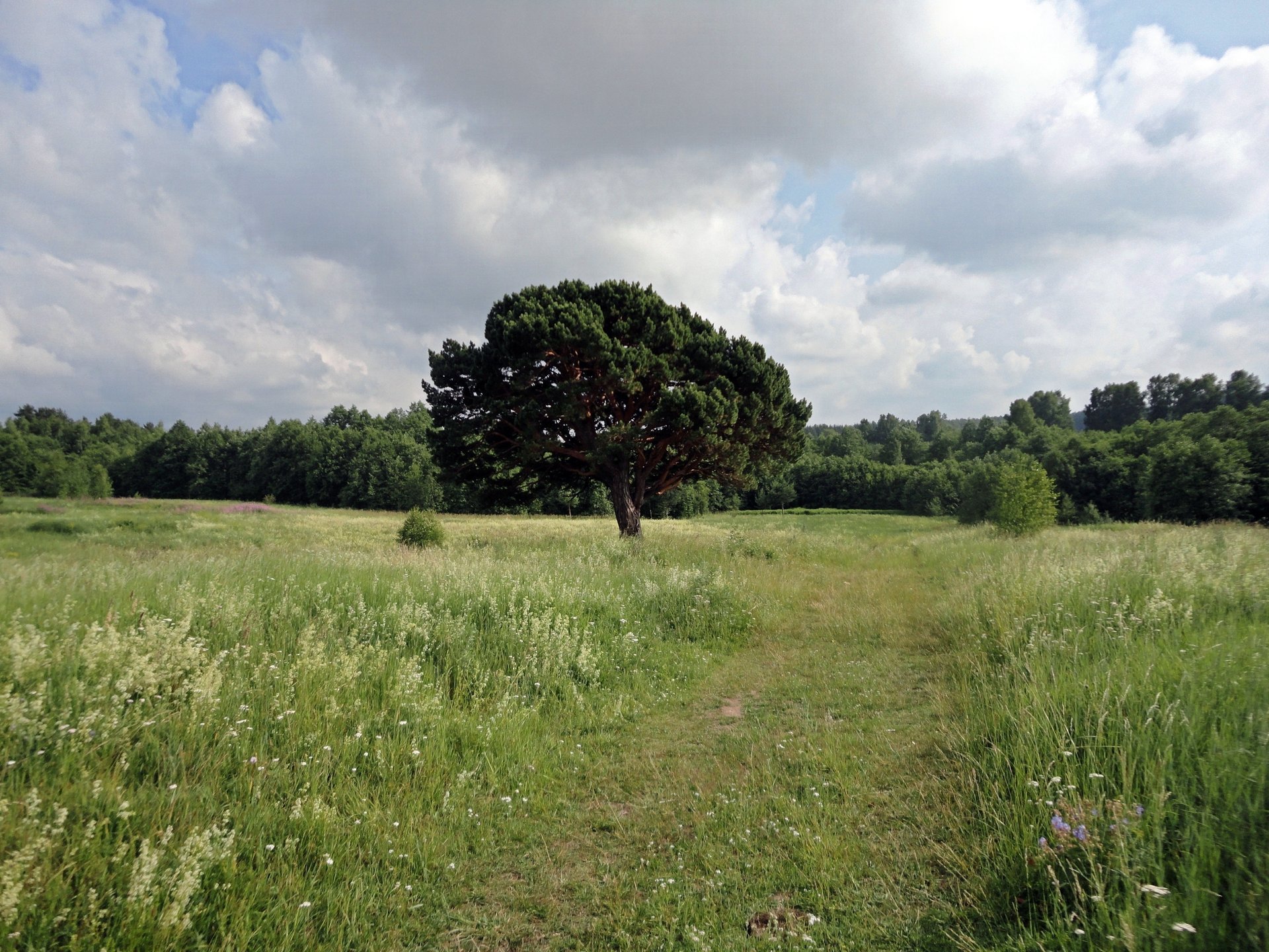 kiefer straße wolken wald baum gras büsche busch