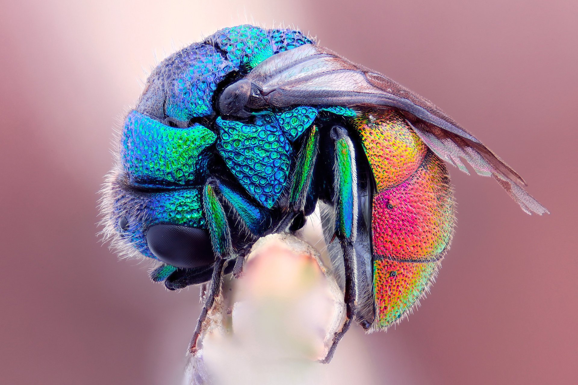 rainbow wet macro fly frozen bee