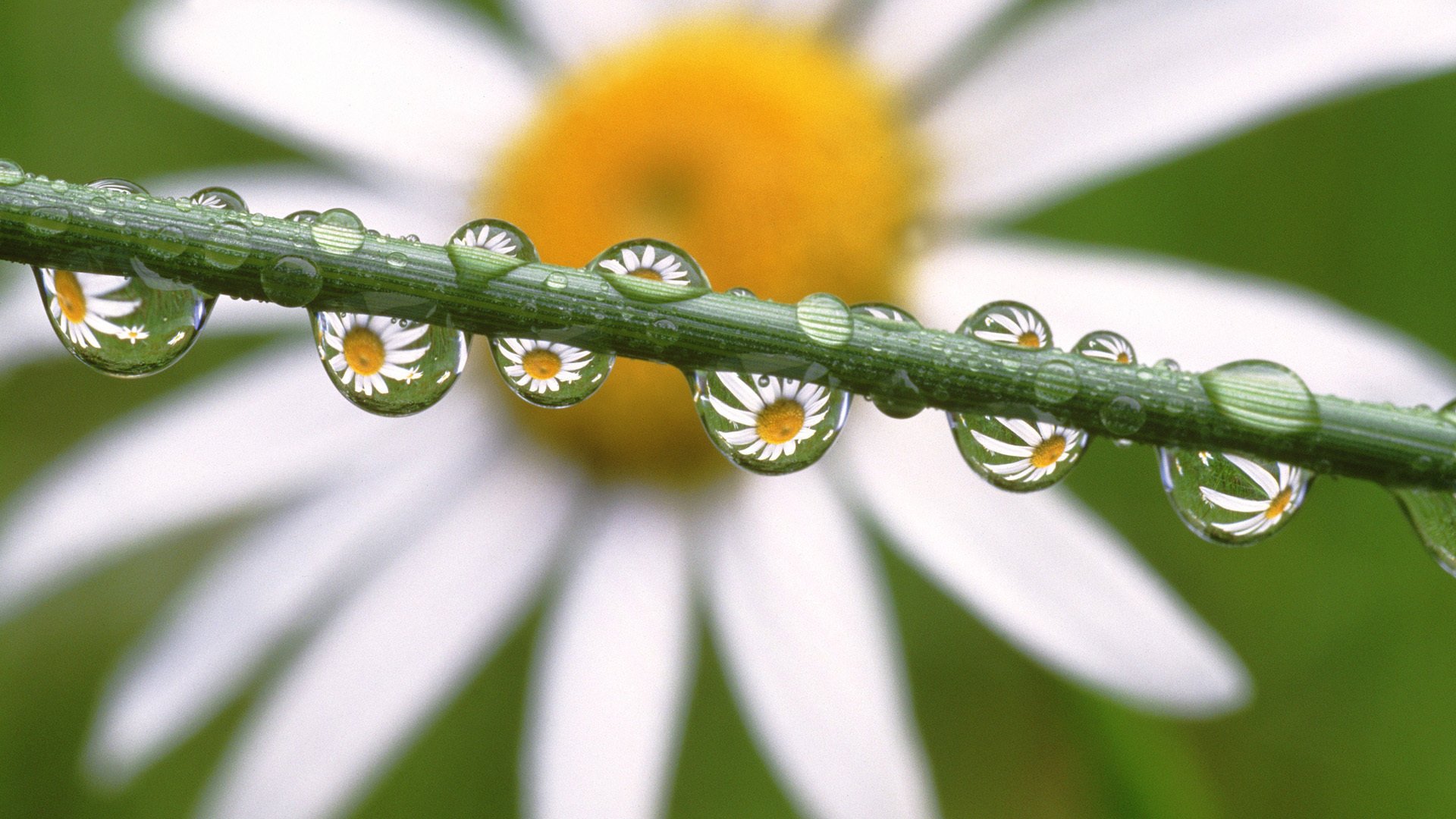 kwiaty daisies in the dewdrops stokrotka krople