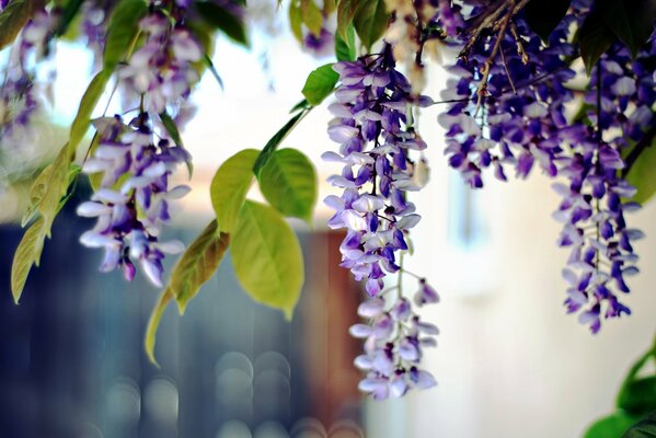 Fiori akatsi su sfondo sfocato