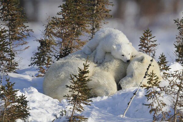 Petit ourson assis sur une Ourse blanche