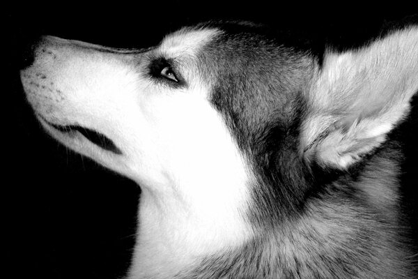 Black and white photo of a Husky dog