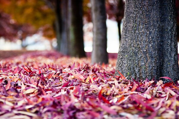 Autumn Park. Multicolored leaves