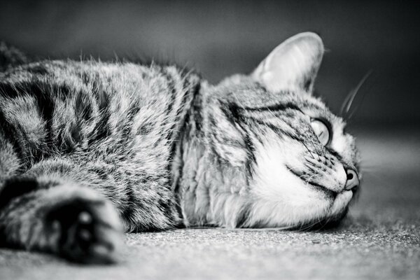 Black and white picture with a recumbent cat