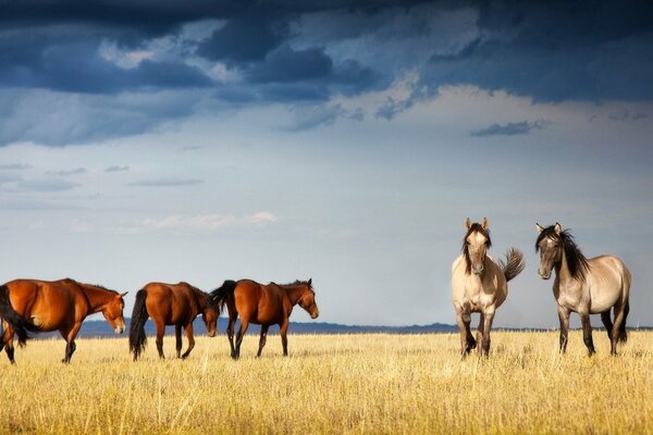 Graceful horses in the fields of Kazakhstan