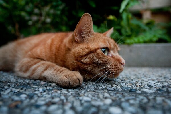 Gatto rosso sull asfalto guardando di lato