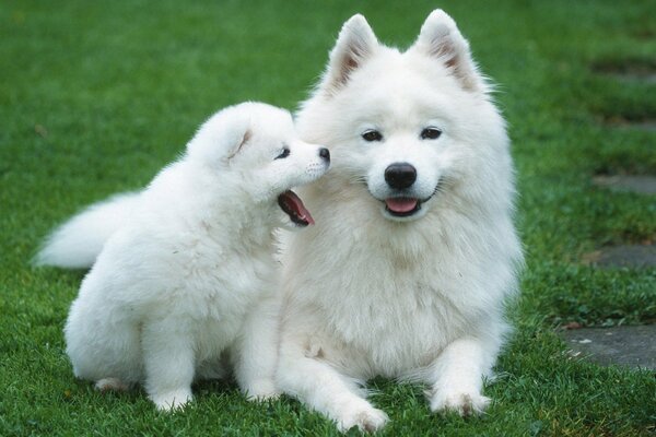 Madre blanca con cachorro en el césped verde