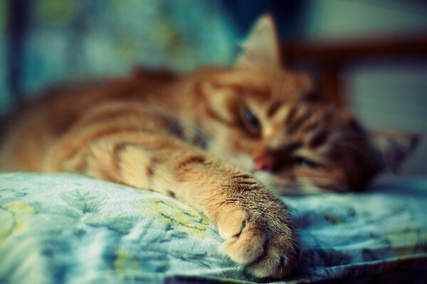 Redhead gatto si trova in una messa a fuoco