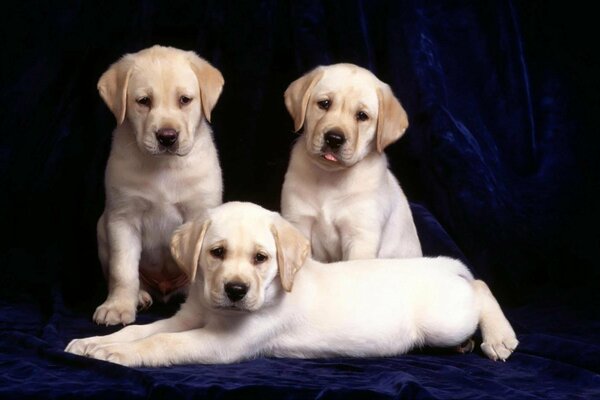 Three labrador puppies on a blue background