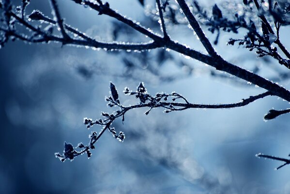 Belle image d une branche dans le gel