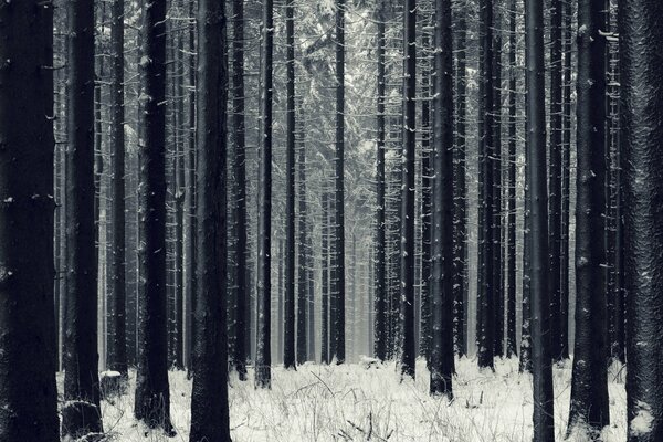 Verschneiten dunklen Wald mit Bäumen