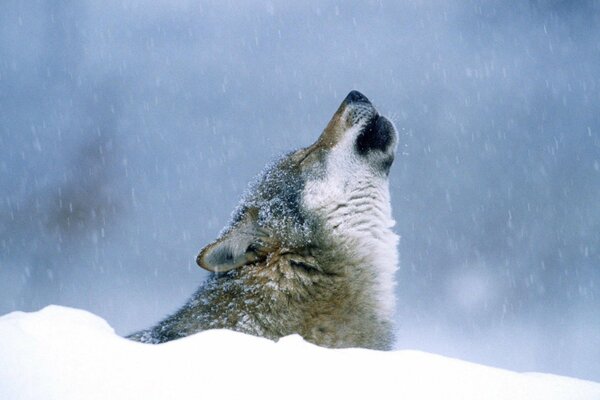 Le loup hurle par temps neigeux