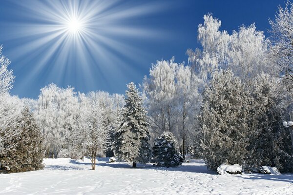 Sonniger Wintertag im Wald