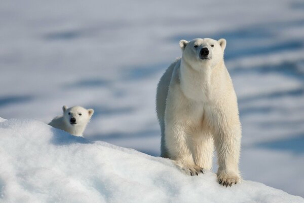 Oso blanco con mamá oso