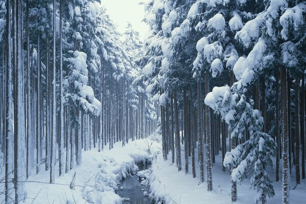 A stream in a winter coniferous forest