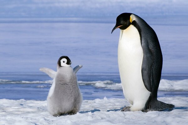 Śmieszny Pingwinek na krze
