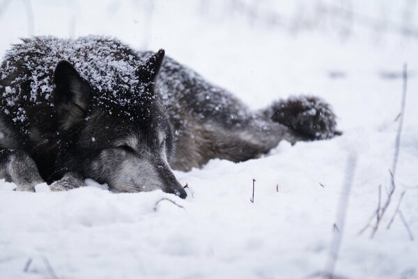 Wolf liegt auf weißem Schnee