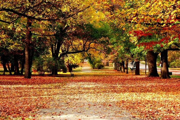 Die Farben des Herbstes in ihrer ganzen Pracht