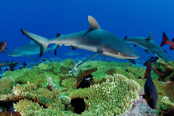 Una bandada de tiburones entre los corales