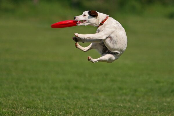 Funny dog catches a disc on the fly