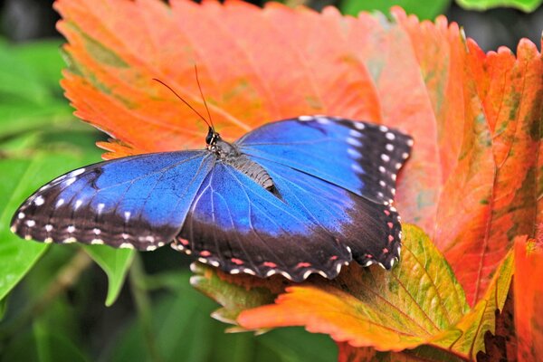 Mariposa azul en una hoja naranja