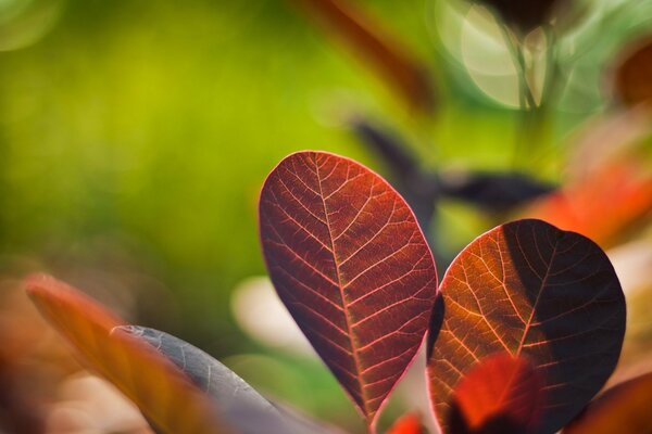 Der Atem des Herbstes. Rotes Blatt