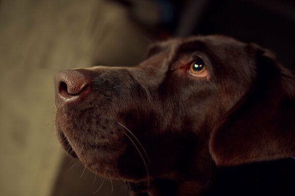 The look of a dark-colored Labrador dog