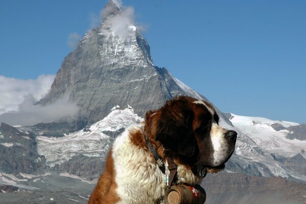 Saint-Bernard