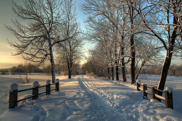 Trees and a fence next to a snowy road