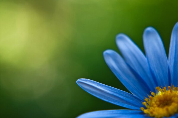 Flor con pétalos azules sobre fondo verde