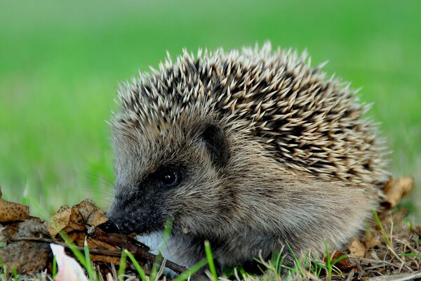 Il riccio spinoso annusa le foglie