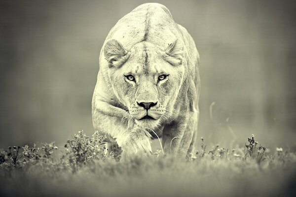 A lioness who hunts prey with a predatory look