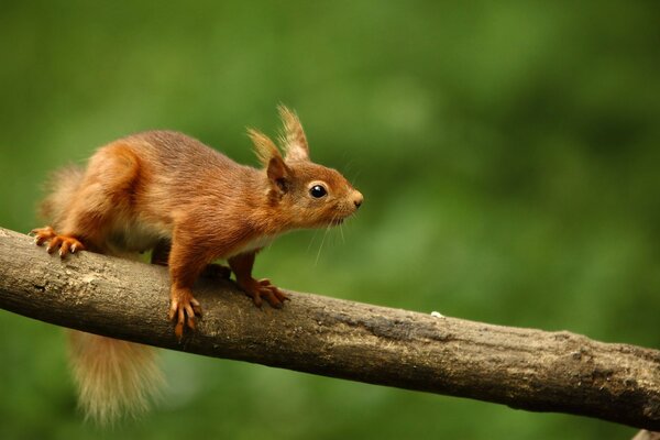 A red squirrel is sitting on a branch