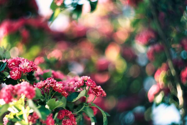 A tree with pink flowers