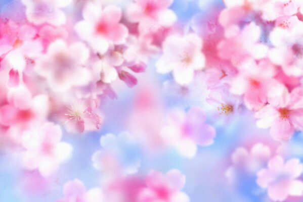 Delicate pink flowers on a blue background