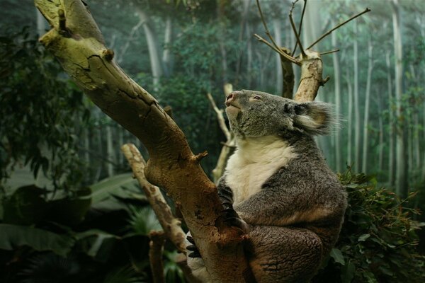 A chubby koala is sitting on a tree