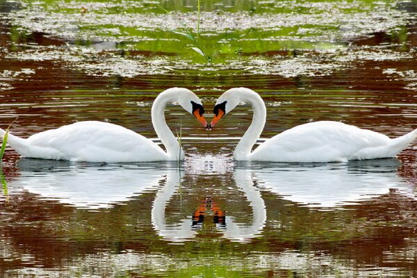 DAA cygne sur l eau se reflètent