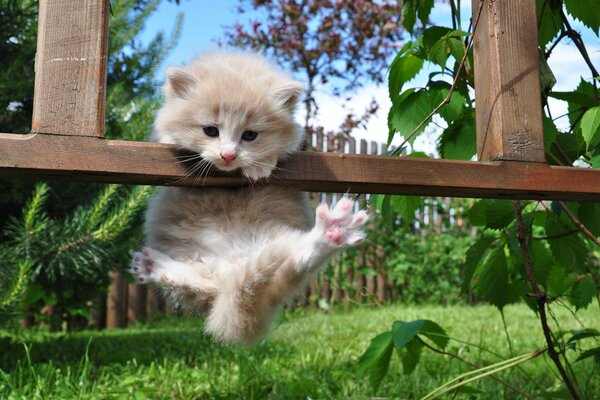 Chaton qui pend sur la clôture