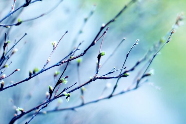 Zweige eines Baumes mit Knospen auf Himmelshintergrund