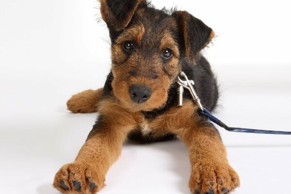 Lustiger hund airedale terrier an der leine