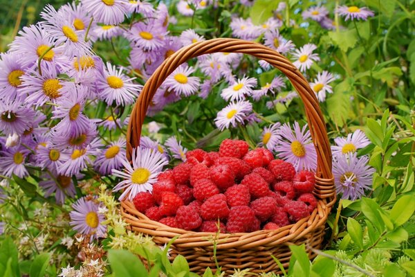 Basket with raspberries among wildflowers